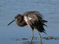 Tricolor heron with ruffled feathers