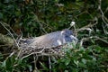 TriColor Heron Sitting on Nest