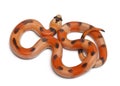 Tricolor Honduran milk snake, Lampropeltis