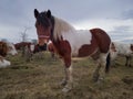 Tricolor horse stands in pasture among cow herd and stare at camera during cloudy day Royalty Free Stock Photo