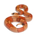 Tricolor hypomelanistic Honduran milk snake Royalty Free Stock Photo
