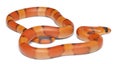 Tricolor hypomelanistic Honduran milk snake