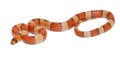 Tricolor hypomelanistic Honduran milk snake, Lampropeltis triangulum hondurensis Royalty Free Stock Photo