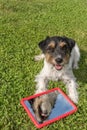 Cute tricolor Jack Russell Terrier dog with rough hairy cout is looking in a mirror and is  well-behaved lying on the freshly Royalty Free Stock Photo