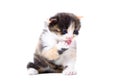 Tricolor kitten licking its paw Royalty Free Stock Photo