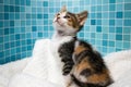 Tricolor kitten on a white blanket, blue background