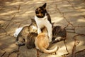 Tricolor kitty feeding her kittens in the garden Royalty Free Stock Photo