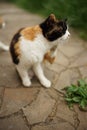 Tricolor kitty paw scratches behind the ear in summer garden