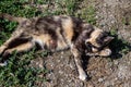 A tricolor lactating cat with a nipple lies on the grass. Mother cat