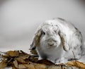 Tricolor lop rabbit