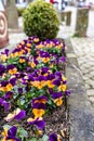 Marguerite daisies and blue flowers bloom next to the ivy in a flowerpot outdoors Royalty Free Stock Photo