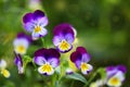 Tricolor Pansies Royalty Free Stock Photo