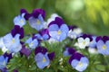 Tricolor pansy flower plant natural background, summer time. Sunlight bokeh background. Colorful flowers summer seasonal Royalty Free Stock Photo