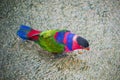 Tricolor parrot, Lorius lory