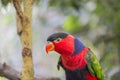 Tricolor parrot, Lorius lory