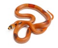 Tricolor Patternless Honduran milk snake