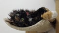 A tricolor purebred cat with green eyes is resting on a cat bed.