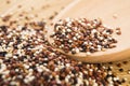 Tricolor quinoa grain Royalty Free Stock Photo