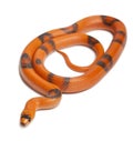 Tricolor Reverse Honduran milk snake