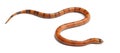 Tricolor Reverse Honduran milk snake Royalty Free Stock Photo