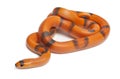 Tricolor Reverse Honduran milk snake, Lampropeltis triangulum hondurensis