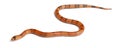 Tricolor Reverse Honduran milk snake, Lampropeltis triangulum hondurensis