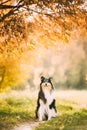 Tricolor Rough Collie, Funny Scottish Collie, Long-haired Collie, English Collie, Lassie Dog Posing Outdoors In Park