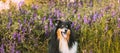 Tricolor Rough Collie, Funny Scottish Collie, Long-haired Collie, English Collie, Lassie Dog Sitting In Green Summer