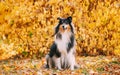 Tricolor Rough Collie, Funny Scottish Collie, Long-haired Collie, English Collie, Lassie Dog Sitting Outdoors In Autumn