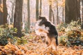 Tricolor Rough Collie, Funny Scottish Collie, Long-haired Collie, English Collie, Lassie Dog Funny Jumping In Dry Yellow