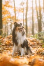Tricolor Rough Collie, Funny Scottish Collie, Long-haired Collie, English Collie, Lassie Dog Outdoors In Autumn Day