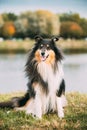 Tricolor Rough Collie, Funny Scottish Collie, Long-haired Collie, English Collie, Lassie Dog Posing Outdoors On Lake