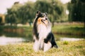 Tricolor Rough Collie, Funny Scottish Collie, Long-haired Collie, English Collie, Lassie Dog Posing Outdoors On Lake