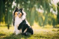 Tricolor Rough Collie, Funny Scottish Collie, Long-haired Collie, English Collie, Lassie Dog Posing Outdoors In Park