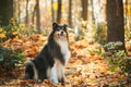 Tricolor Rough Collie, Funny Scottish Collie, Long-haired Collie, English Collie, Lassie Dog Sitting Outdoors In Autumn