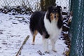 Beautiful Tricolor Rough Collie Named Trixie