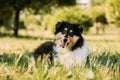 Tricolor Rough Collie Puppy, Funny Scottish Collie, Long-Haired