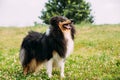 Tricolor Rough Collie, Scottish Collie, Long-Haired Collie Lassie