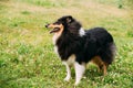 Tricolor Rough Collie, Scottish Collie, Long-Haired Collie Lassie