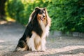 Tricolor Scottish Rough Long-Haired English Collie Lassie Adult Dog