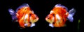 Tricolor ryukin goldfish Royalty Free Stock Photo