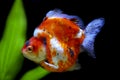 Tricolor ryukin goldfish Royalty Free Stock Photo