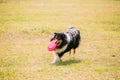 Tricolor Scottish English Rough Long-Haired Collie Lassie Adult