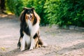 Tricolor Scottish Rough Long-Haired English Collie Lassie Adult Dog Royalty Free Stock Photo