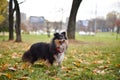 A dog among fallen leaves Royalty Free Stock Photo