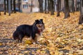 A Sheltie among yellow leaves Royalty Free Stock Photo