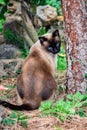 Tricolor domestic siamese male cat Royalty Free Stock Photo