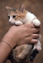 Tricolor   cat in hands Royalty Free Stock Photo