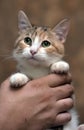 Tricolor   cat in hands Royalty Free Stock Photo