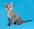 Tricolor striped kitten sits and meows on blue